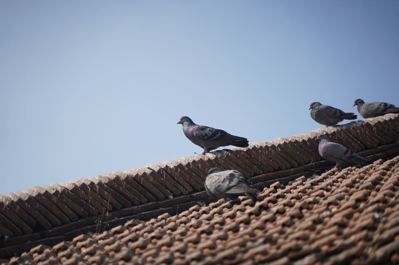 Humane bird control methods applied on urban building ledges to prevent nesting and roosting in city environments